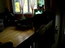 cat trick
