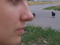 pigeons