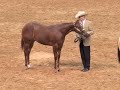 WEANLING MARES 2008 AQHA WORLD SHOW WEANLING MARES 2008 AQHA WORLD SHOW