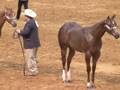 WEANLING MARES 2008 AQHA WORLD SHOW