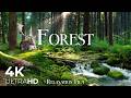 LOST IN FOREST 4K • SCENIC RELAXATION FILM WI ..