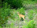 CAPRIOLO MASCHIO GIOVANE