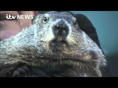 groundhog day morning tuesday morning news groundhog day clown laverne groundhog day morning tuesday morning news groundhog day clown laverne