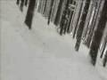 Sick Tree Run at Holiday Valley