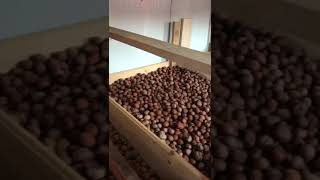 CEVİZ KURUTMA SİSTEMİ   WALNUT DRYING SYSTEM (V