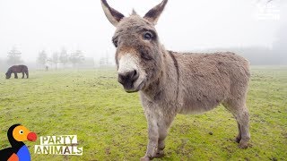 Donkey and Woman Who Both Lost Children Celebrate 