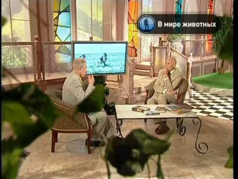 животное птица-носорог