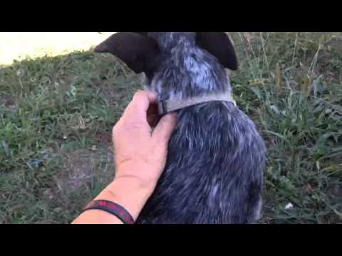 Blue Boy! CKC Registerable Blue Heeler!
