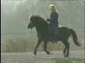 Bjarki fr� Aldenghoor ( Islandpferd T�lt )