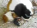 parto en directo de cobaya conejo de indias