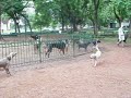 Dog exercise Dog exercise