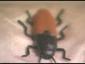 insect-personals.html