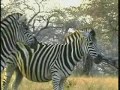 Waterbuck, Wildebeest & Zebra Waterbuck, Wildebeest & Zebra