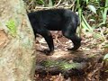 Another Sun Bear