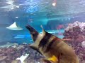 meerwasser aquarium rochen haie big fisch