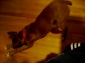 Bridget the Boxer - favorite toy