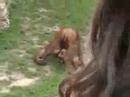 monkey-peeing-in-his-own-mouth.html