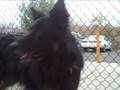 *ADOPTED* Wanda 6388785 Humane SOciety Boulder Valley