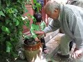 プロヴァンス猫の平和な眠りを邪魔するアユ。Ayu playing with a provance cat!
