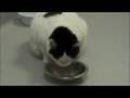 Winnipeg Humane Society - Munchkin