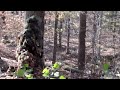 Rapid Fire Airsoft- Weekend of the Hills