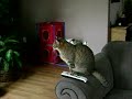 Simba and the Amazon Parakeets