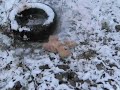 Egzekucja! UWAGA BRUTALNE! Egzekucja! UWAGA BRUTALNE!