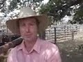 Black Friday lucky for some as cows hit $1140 at Euroa, Vic