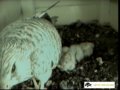 Artuà For Nature: riprese da web cam nido Gheppio a Montefalco