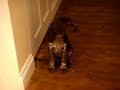 German Short Haired Pointer Puppy Ruby