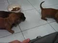 Mamae teckel e seus filhotinhos !!! Mamae teckel e seus filhotinhos !!!