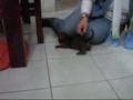 Mamae teckel e seus filhotinhos !!!
