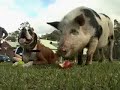 Dog\