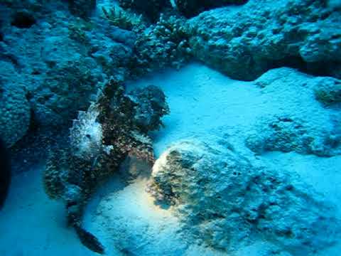 Рыба-камень: остаться незамеченной