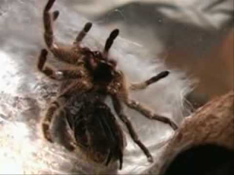 Spider Molt
