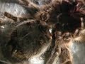 spider molt