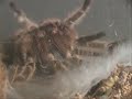 Spider Molt