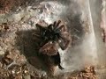 spider molt