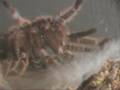 Spider Molt