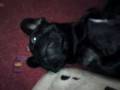 Französische Bulldogge / French Bulldogge Anton Speck schläft