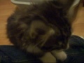 Kleines s��es Katerchen
