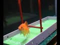 Can your fish play soccer?