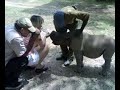 Tatenda the Imire Rhino Calf