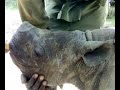 Tatenda the Imire Rhino Calf