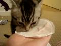yogurt yogurt