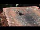 Panasonic HDC-SD5 Macro test