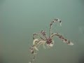 Dancing Crinoid Dancing Crinoid