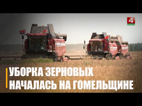 Массовая уборка озимых хлебов началась на Гомельщине видео