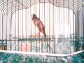 karderina Goldfinch sifis Ptolemaida GR No(3A)