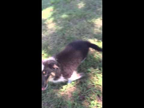 AKC Shetland Sheepdog tri colored male
